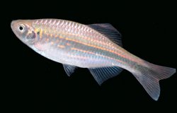 Danio aequipinnatus.jpg