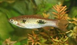 Big Spot Rasbora.jpg