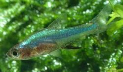 Rasbora_axelrodi.jpg