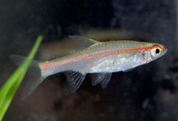 Rasbora_pauciperforata.jpg