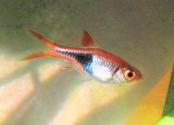 HarlequinRasbora.jpg