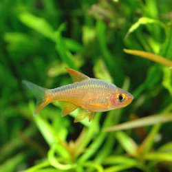 Rasbora_vaterifloris.jpg