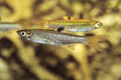 rasbora_dorsiocellata.jpg