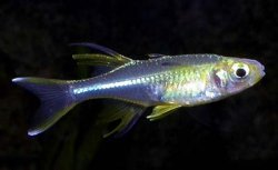 CelebesRainbowfish.jpg