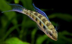 Checkerboard Cichlid.jpg