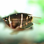 Choc.Gourami.jpg