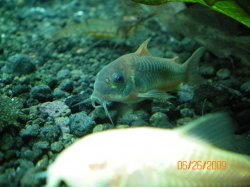 24~6-26-09 Bronze Corydoras - Copy.jpg