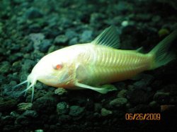 23~6-26-09 Albino Corydoras - Copy.jpg