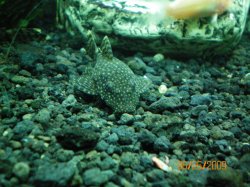 20~6-26-09 Jr. Bristlenose - Copy.jpg