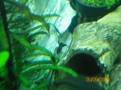 19~6-26-09 Son Bristlenose - Copy.jpg