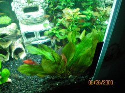 16~6-26-09 Indian Sword plant and Ludwigia Repens - Copy.jpg