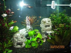 9~6-26-09  Right Side of tank--Limnophila ‘hippuroides’ , Banana Plant, etc - Copy.jpg