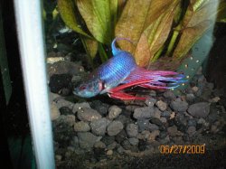 6-27-09 Betta.JPG