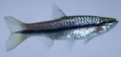 Slender Rasbora.jpg