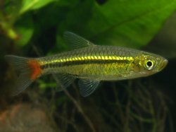 Rasbora borapetensis.jpg