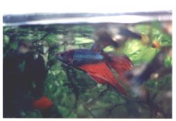 Betta_SiameseFF-4.jpg