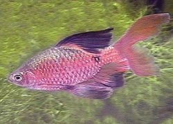 longfin rosy barb.jpg