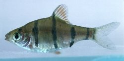 Banded Barb.jpg