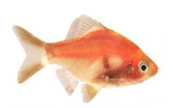 Red Tiger Barb.jpg