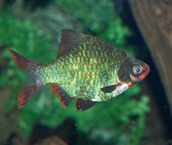 Green Tiger Barb.jpg