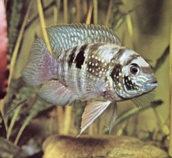 Blue Acara.jpg