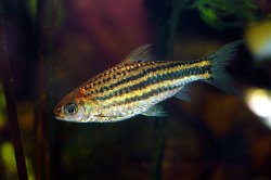 Striped Barb.jpg