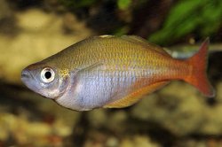 Bleher's Rainbowfish.jpg