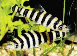 Leporinus fasciatus.jpg