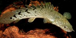 Polypterus delhezi.jpg