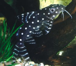 Synodontis angelicus.jpg