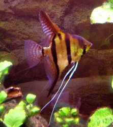 Pterophyllum scalare.jpg