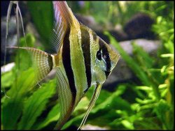 Pterophyllum altum.jpg