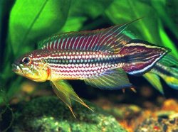 Apistogramma agassizii.jpg