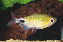 African Moon tetra.jpg