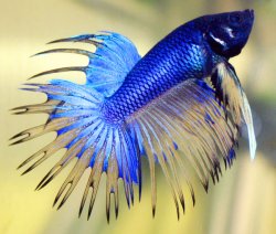 Labyrinthfish (betta).jpg