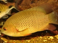 Nandidae.jpg