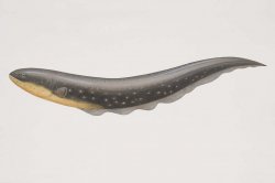 Gymnotiformes electric eel.jpg