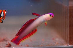 Purple firefish goby.jpg