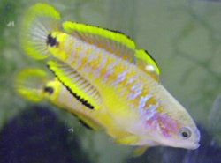 peacock gudgeon gobies.jpg