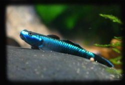 sumatran neon goby.jpg