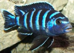 demasoni cichlid Cichlidae.jpg