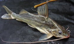 pimelodus argenteus Siluriformes.jpg