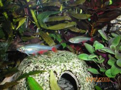 7-13-09 Bloodfin Tetras.JPG