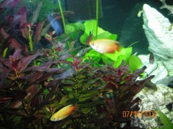 7-13-09 Dwarf Honey Gouramis.JPG