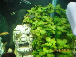 7-13-09 Ludwigia Repens.JPG