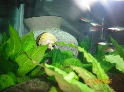 7-13-09 Mystery Snail emerging from the vase.JPG