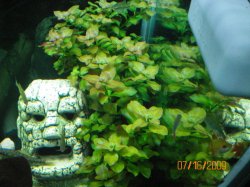 7-16-09 Ludwigia Repens.JPG