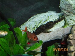 7-16-09 Male Calico Bristlenose.JPG