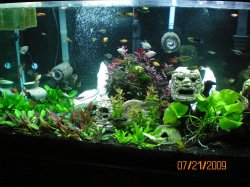 7-21-09 entire tank.JPG