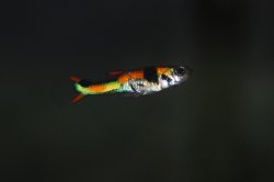 92209_guppy.jpg